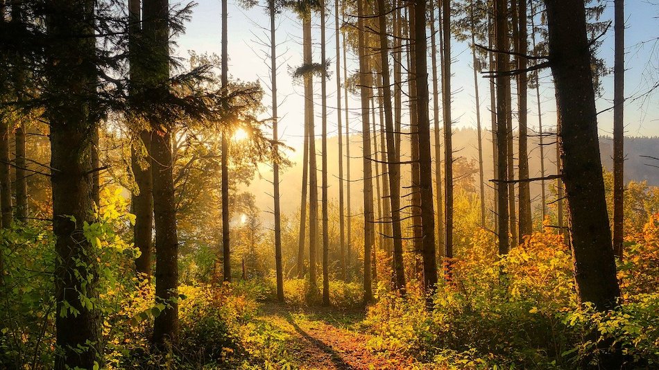 Georgia: State or National Parks: What’s the Difference? 4 forest 6765636 1280
