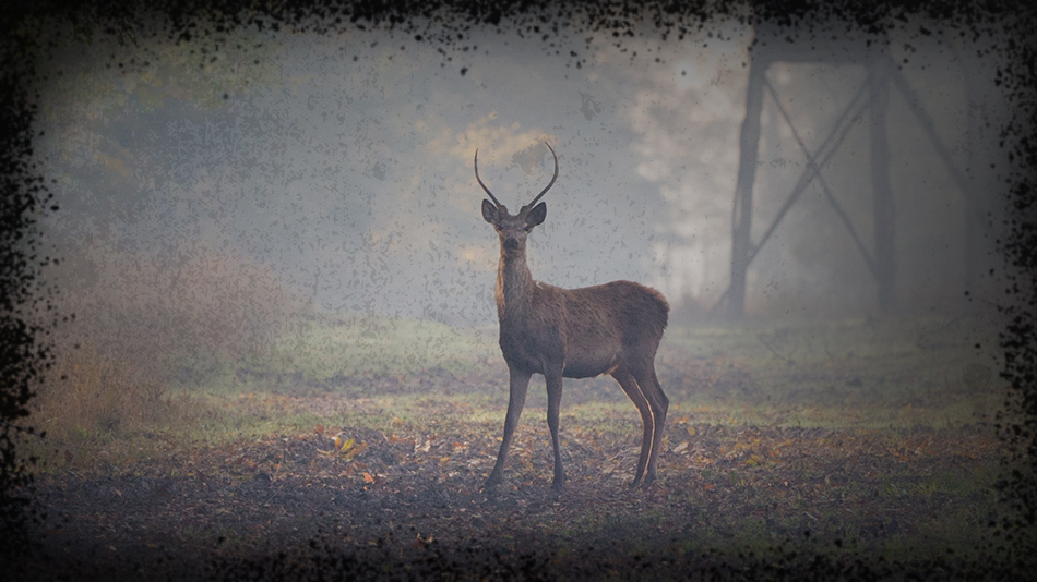 Deer Hunting Lures