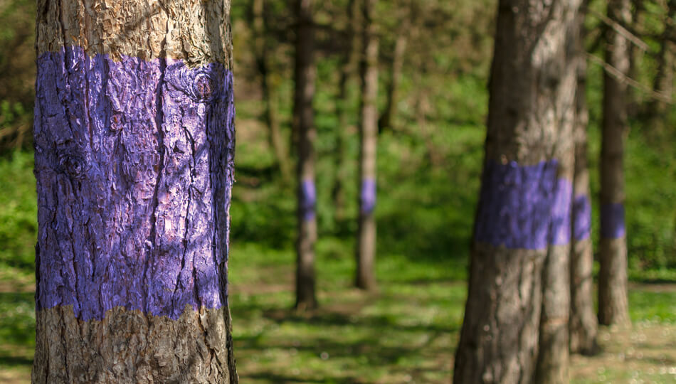 What is the Purple Paint Law in Texas? U.S. LawShield