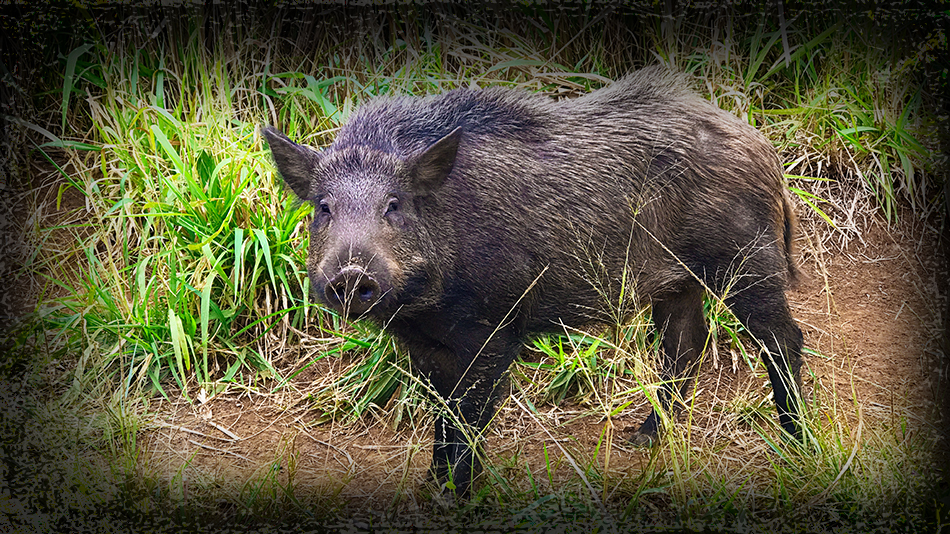 Texas Hog Hunting