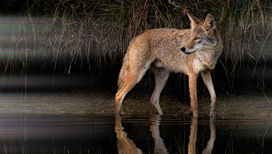 Texas Coyote Hunting Tips