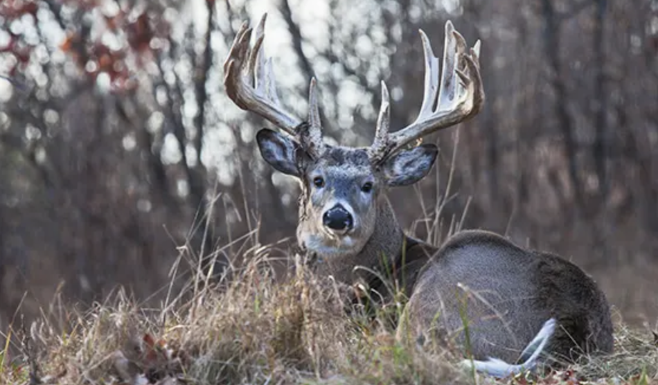 deer hunting