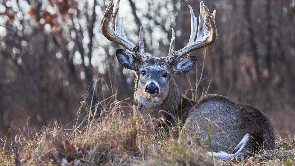 Oh Deer! It's Deer Season in Florida U.S. LawShield