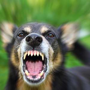 Pepper Spray and Dogs: Does a Spray Work as a Defense Against Canine Threats? 7