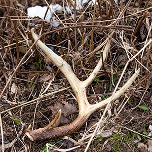 Antler 300x300 2